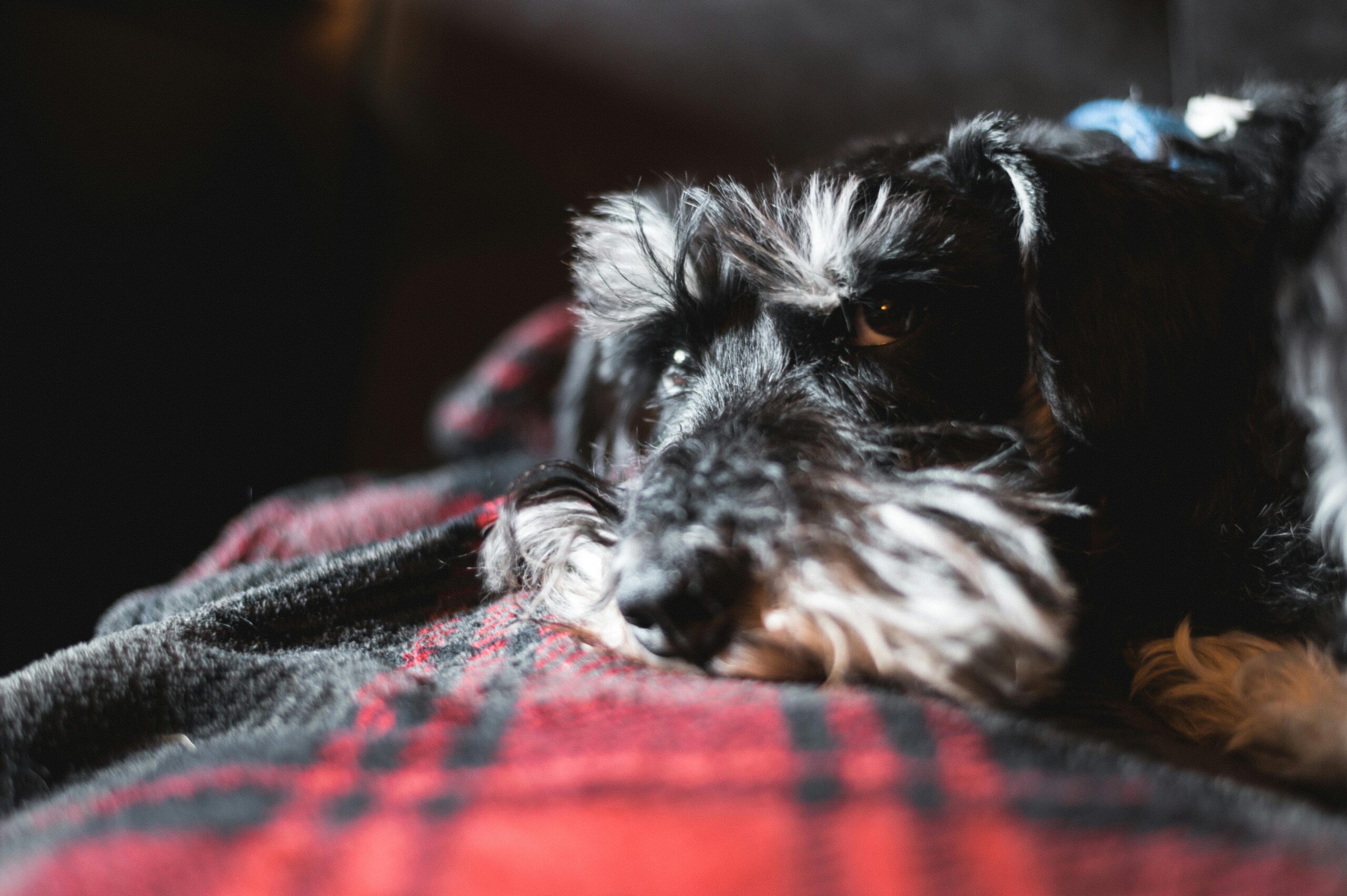 Schnauzer puppy