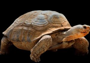 African Sideneck Turtle Care Made Easy