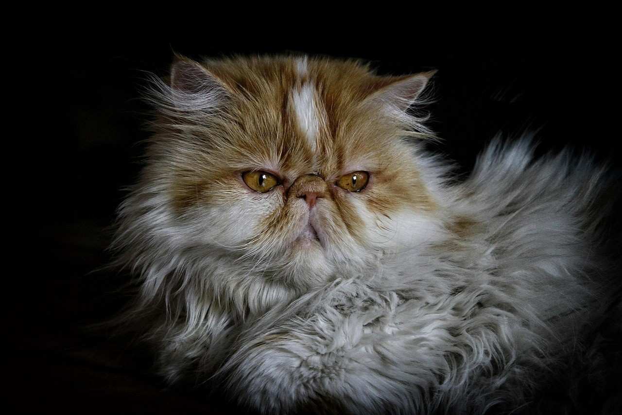 Persian Cat Baby Price in India