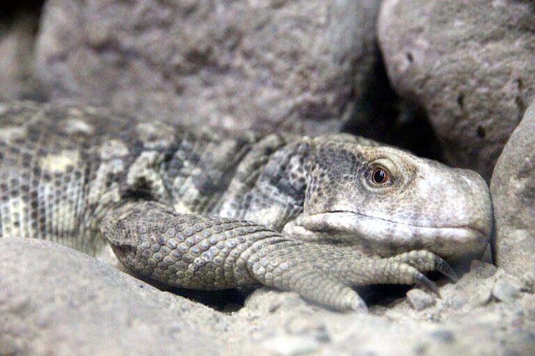 Savannah Monitors