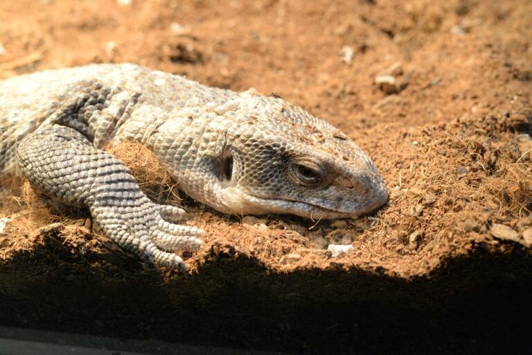 Savannah Monitors