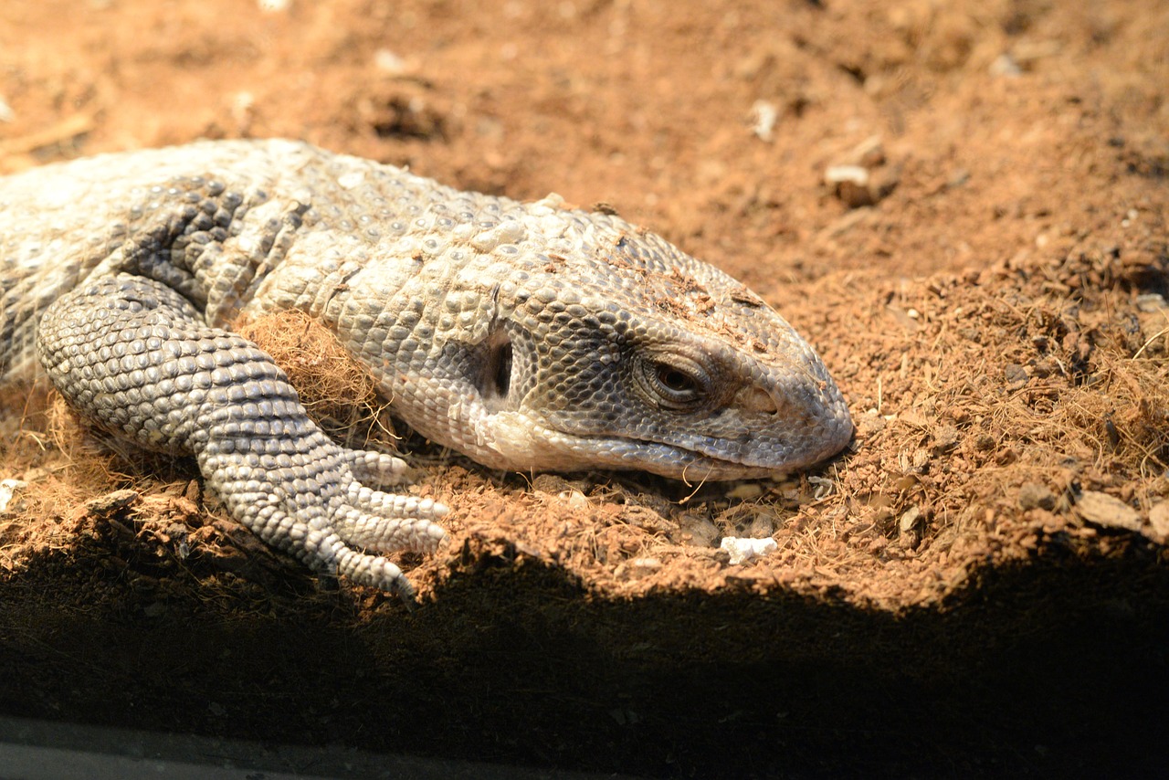 Savannah Monitors