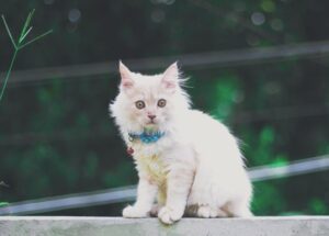 Persian Cat Price on OLX India: Real Buyer’s Guide 2025