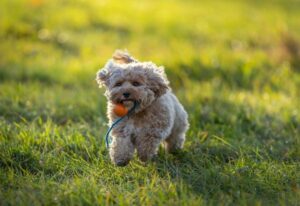 Meet the Cavapoo: The Puppy Everyone’s Falling For