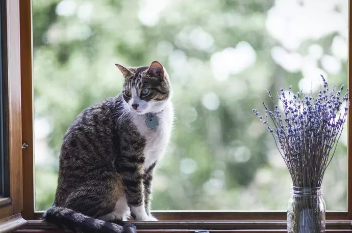 Is Lavender Safe for Cats