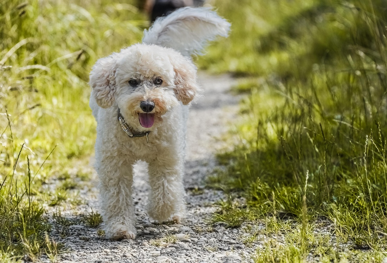 poodles