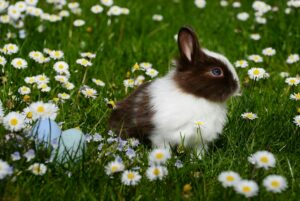 How Much Do Bunnies Cost? Full Price, Care & Hidden Costs