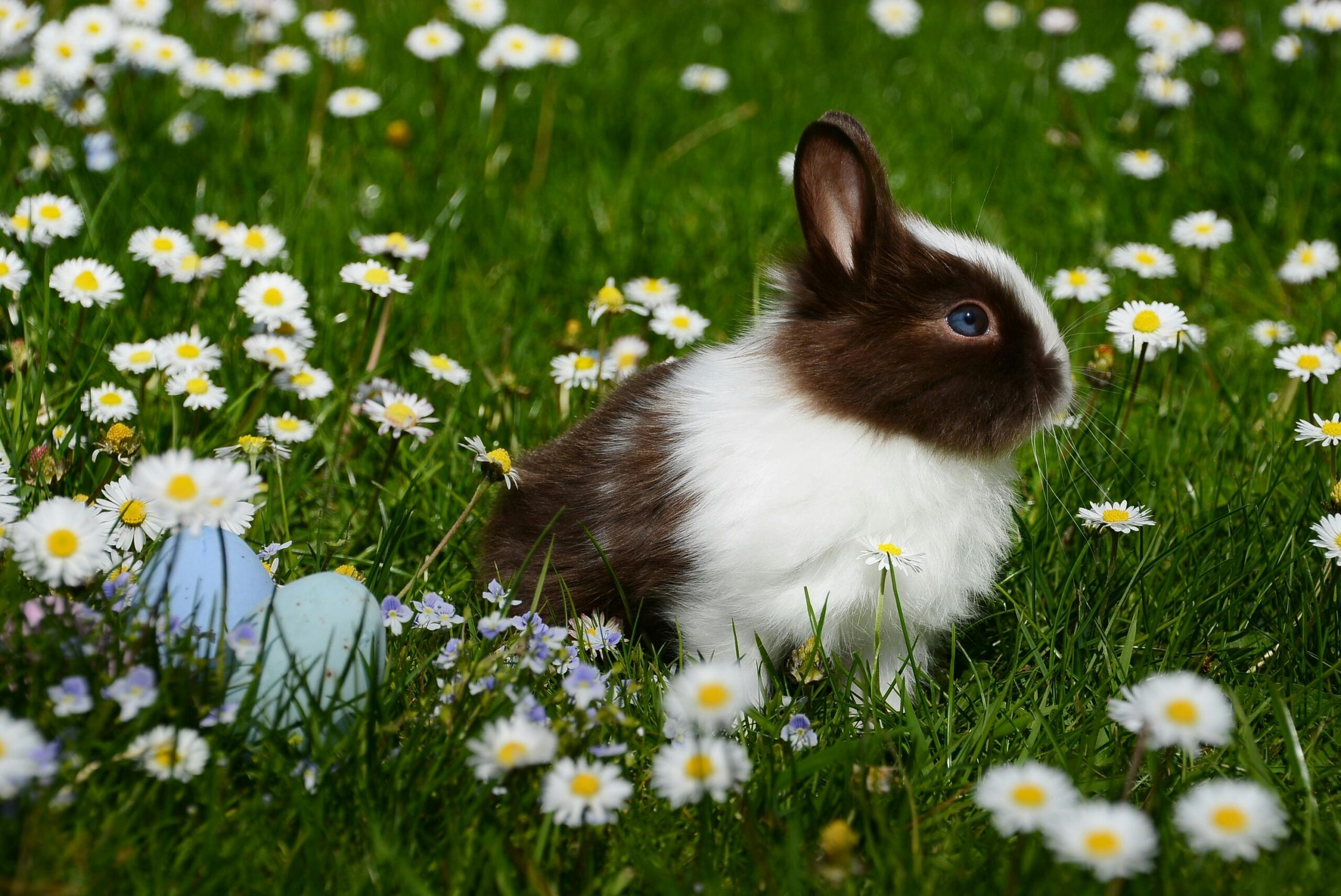 How Much Do Bunnies Cost